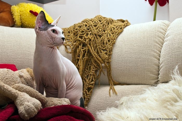 Canadian Hairless, Sphynx cat