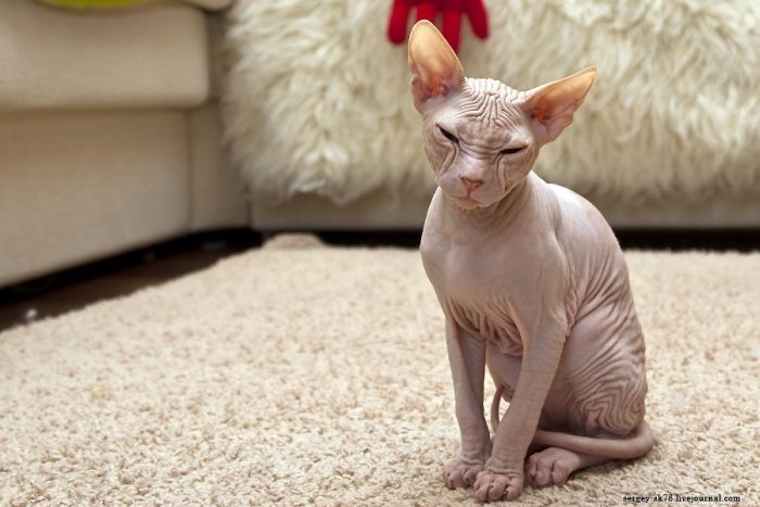 Canadian Hairless, Sphynx cat