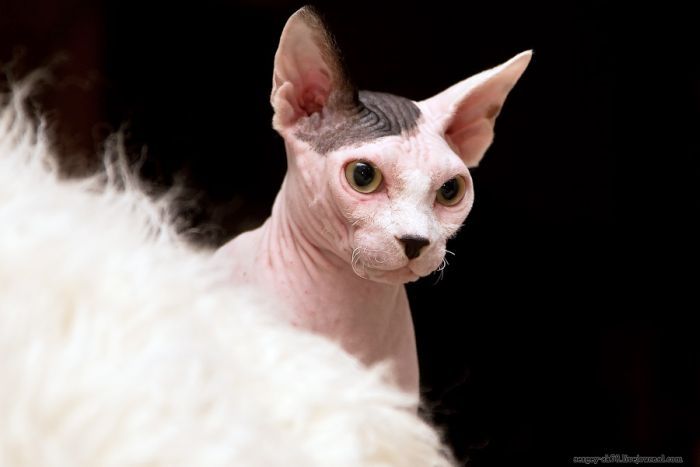 Canadian Hairless, Sphynx cat