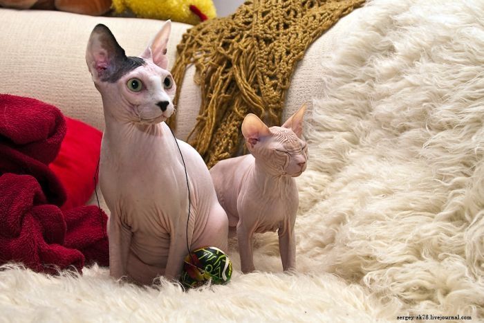 Canadian Hairless, Sphynx cat