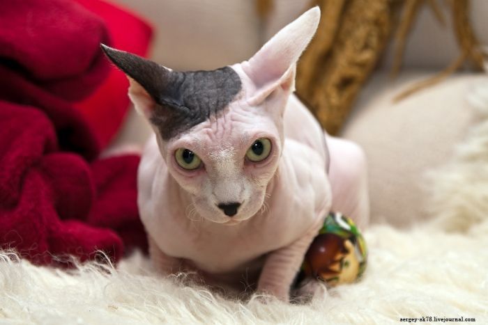 Canadian Hairless, Sphynx cat