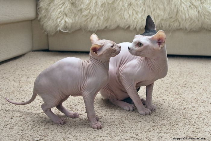 Canadian Hairless, Sphynx cat