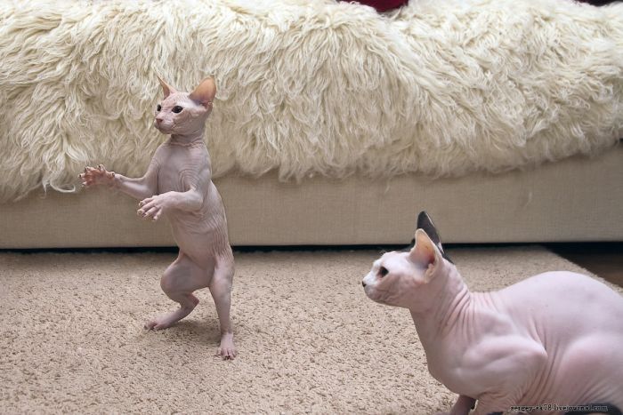 Canadian Hairless, Sphynx cat