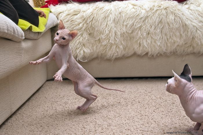 Canadian Hairless, Sphynx cat