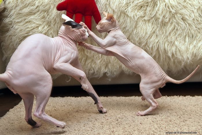 Canadian Hairless, Sphynx cat