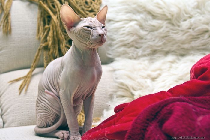 Canadian Hairless, Sphynx cat