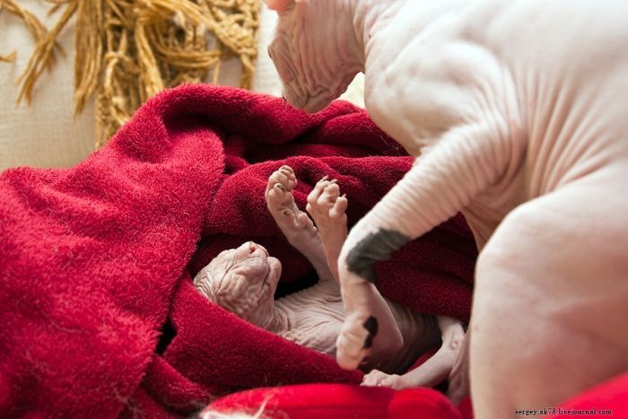 Canadian Hairless, Sphynx cat