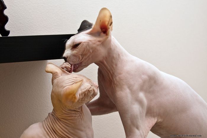 Canadian Hairless, Sphynx cat