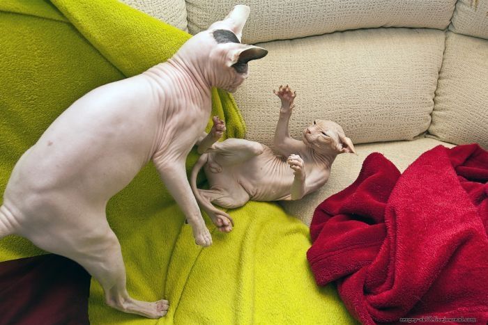 Canadian Hairless, Sphynx cat