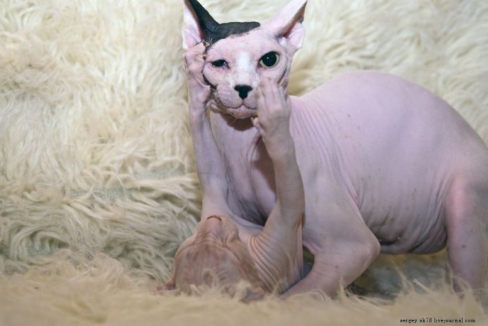 Canadian Hairless, Sphynx cat