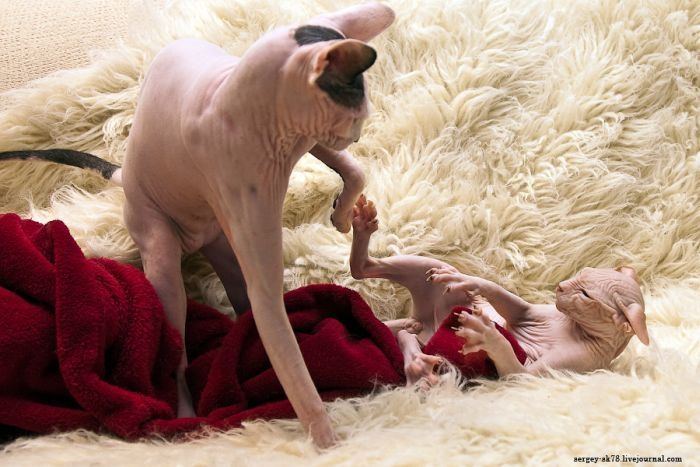 Canadian Hairless, Sphynx cat