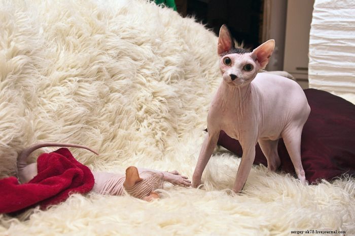 Canadian Hairless, Sphynx cat