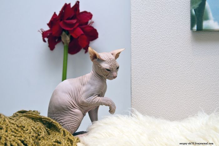 Canadian Hairless, Sphynx cat