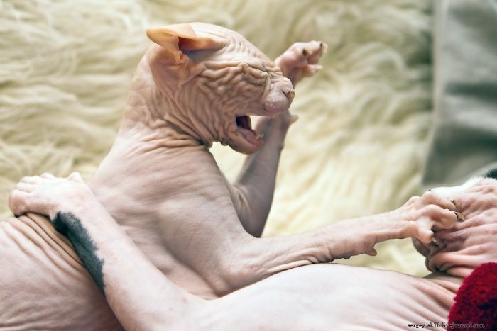 Canadian Hairless, Sphynx cat