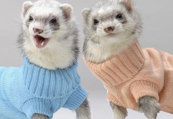 ferrets in sweaters