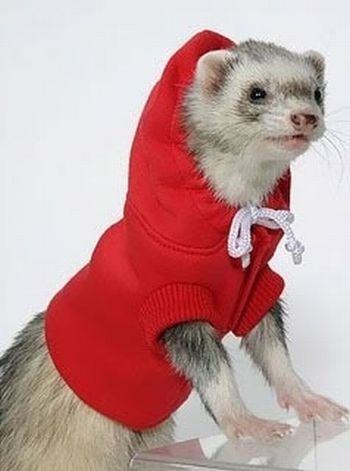 ferrets in sweaters