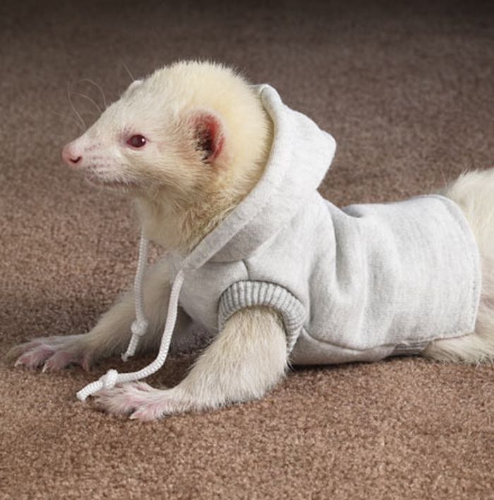 ferrets in sweaters