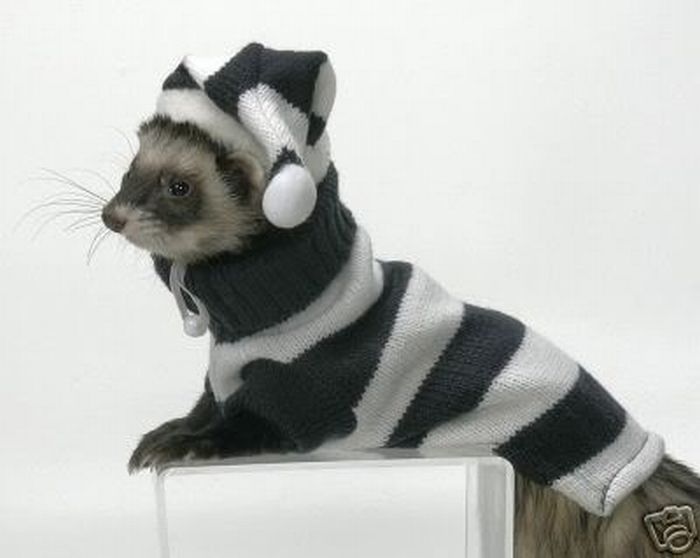 ferrets in sweaters