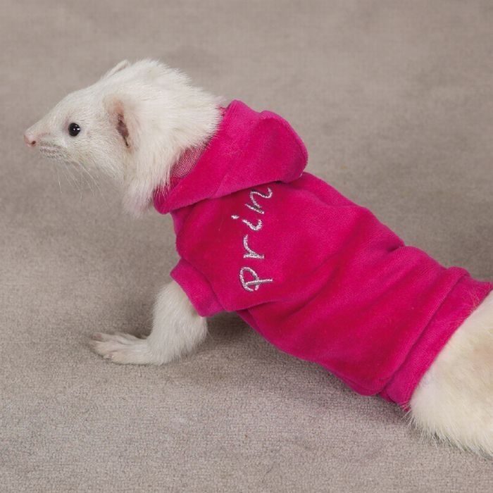 ferrets in sweaters