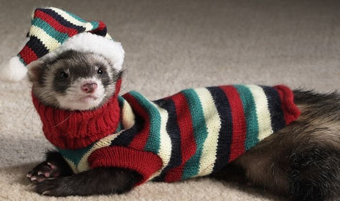 ferrets in sweaters