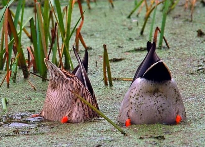 animal photography