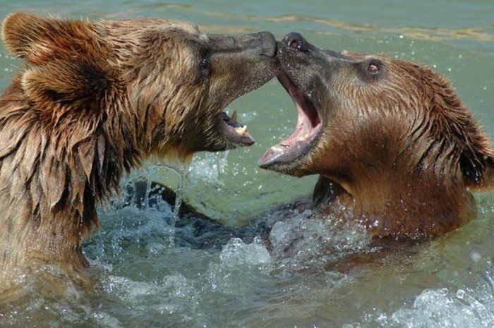 animal photography