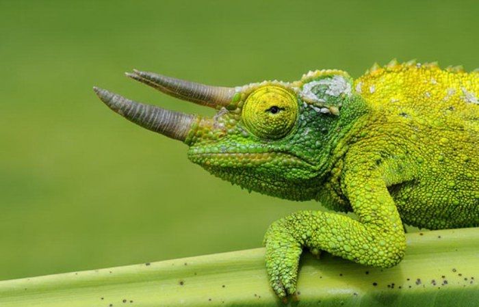 animal photography
