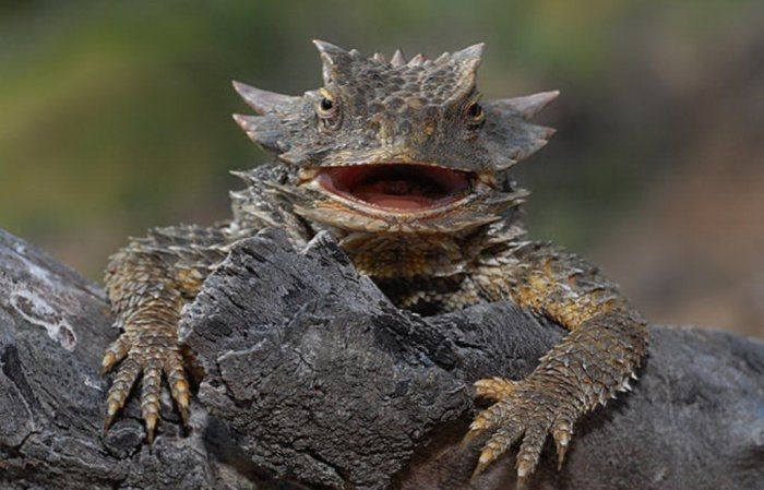 animal photography