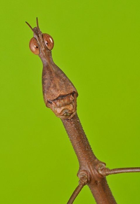 animal photography