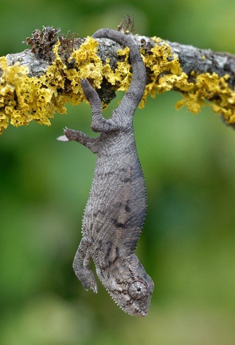 animal photography