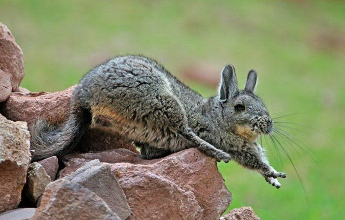animal photography