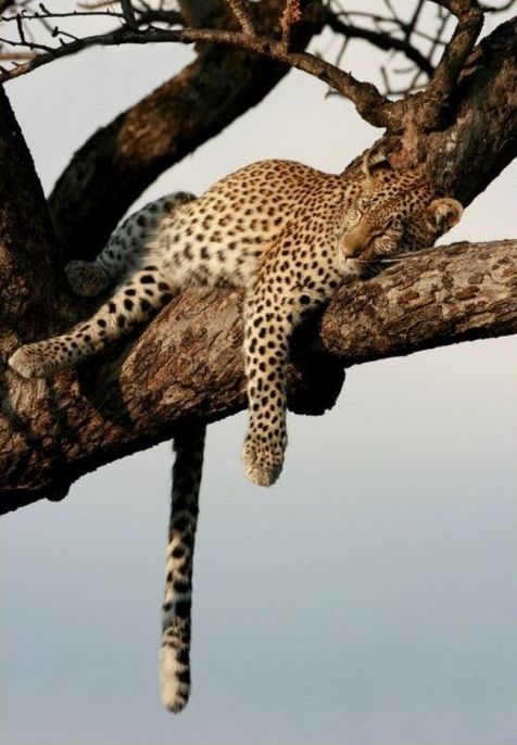 animal photography