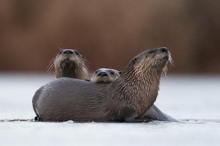 animal photography