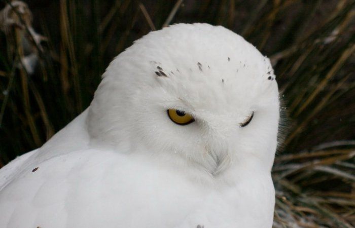animal photography