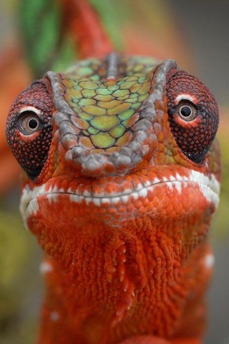 animal photography