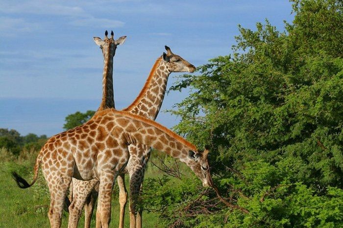 animal photography