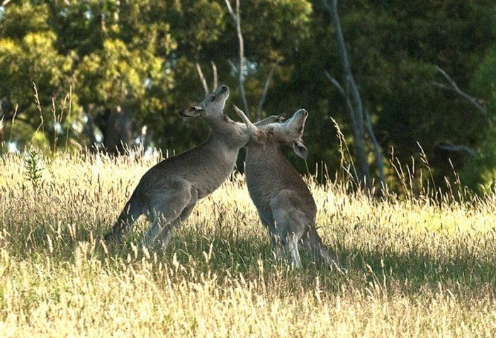 animal photography