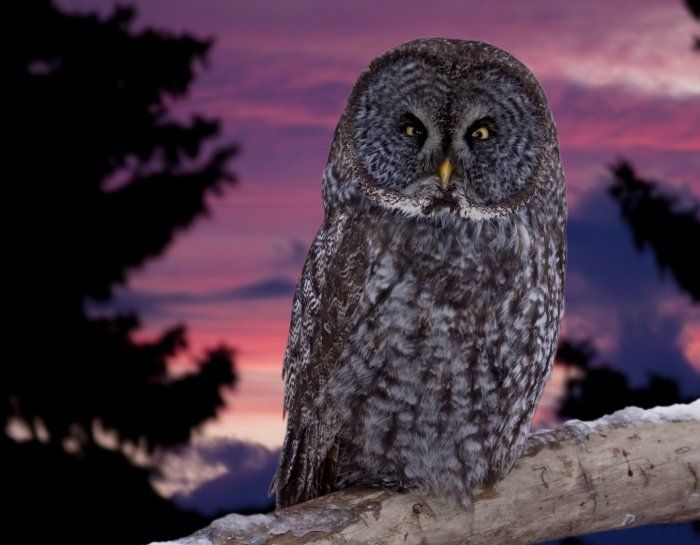 animal photography