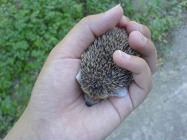 baby hedgehog