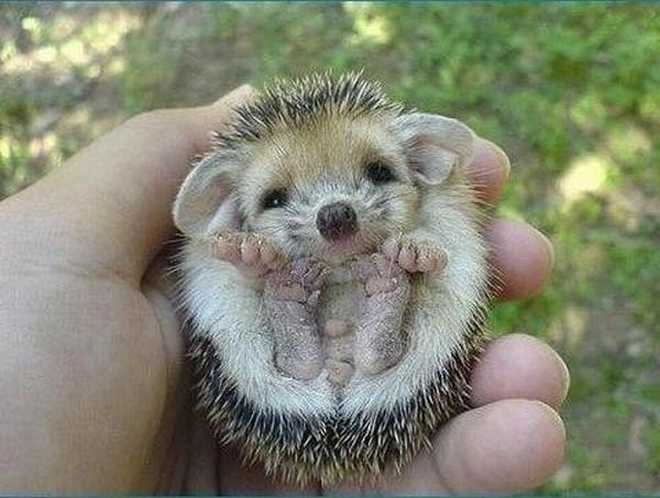 baby hedgehog