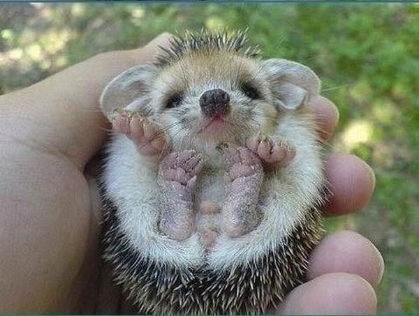 baby hedgehog