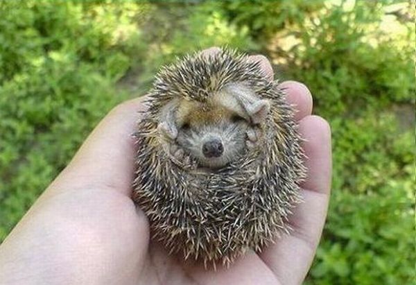 baby hedgehog