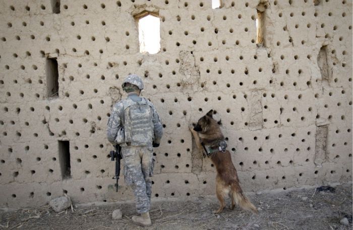 war dog