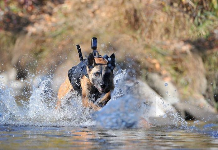 war dog