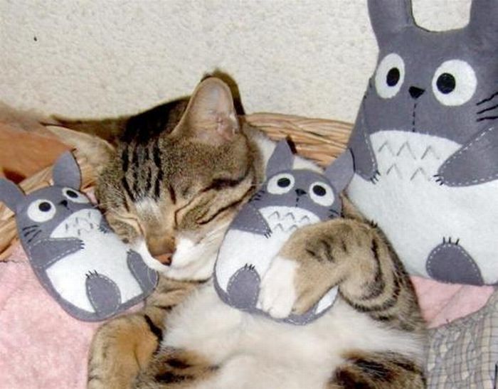 pets with stuffed toys