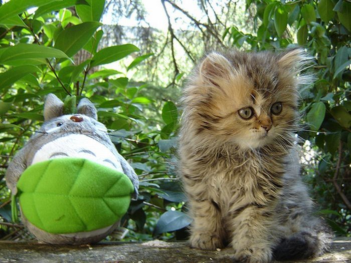 pets with stuffed toys