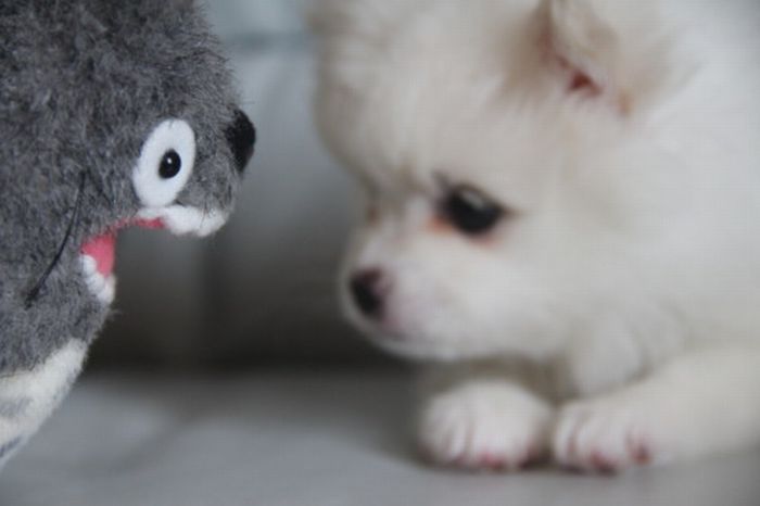 pets with stuffed toys