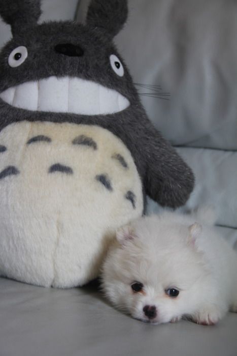 pets with stuffed toys