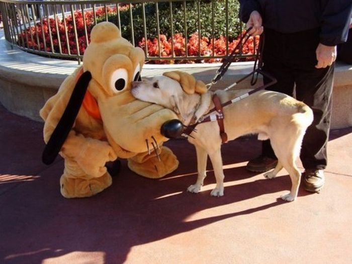 pets with stuffed toys