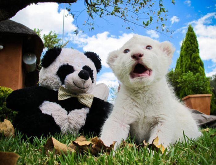 pets with stuffed toys